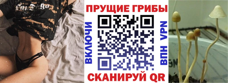где продают наркотики  Камышин  Псилоцибиновые грибы ЛСД 